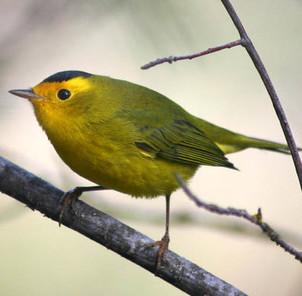 Bird Photo
